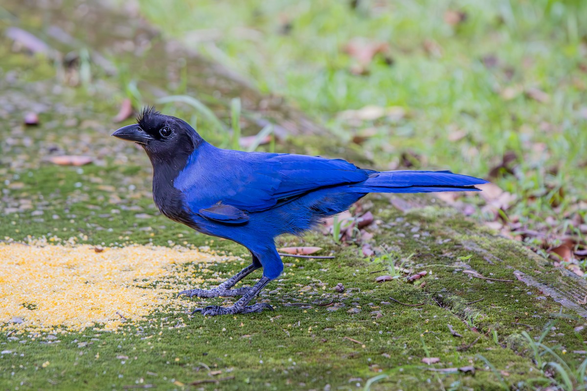 Azure Jay - ML637033942