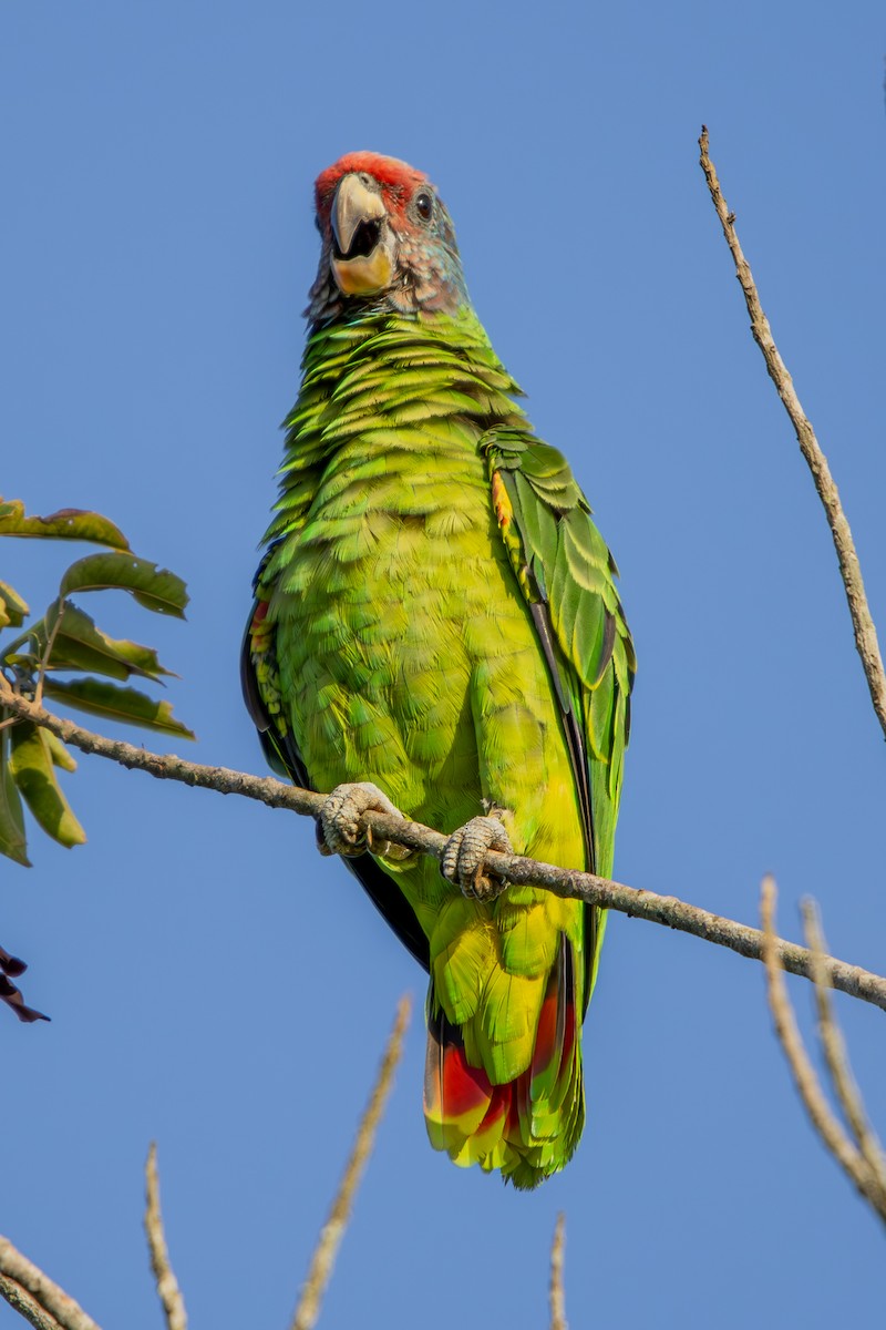 Red-tailed Amazon - ML637033958