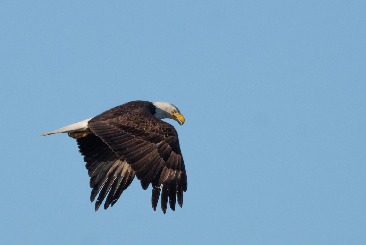 Bald Eagle - ML637034024