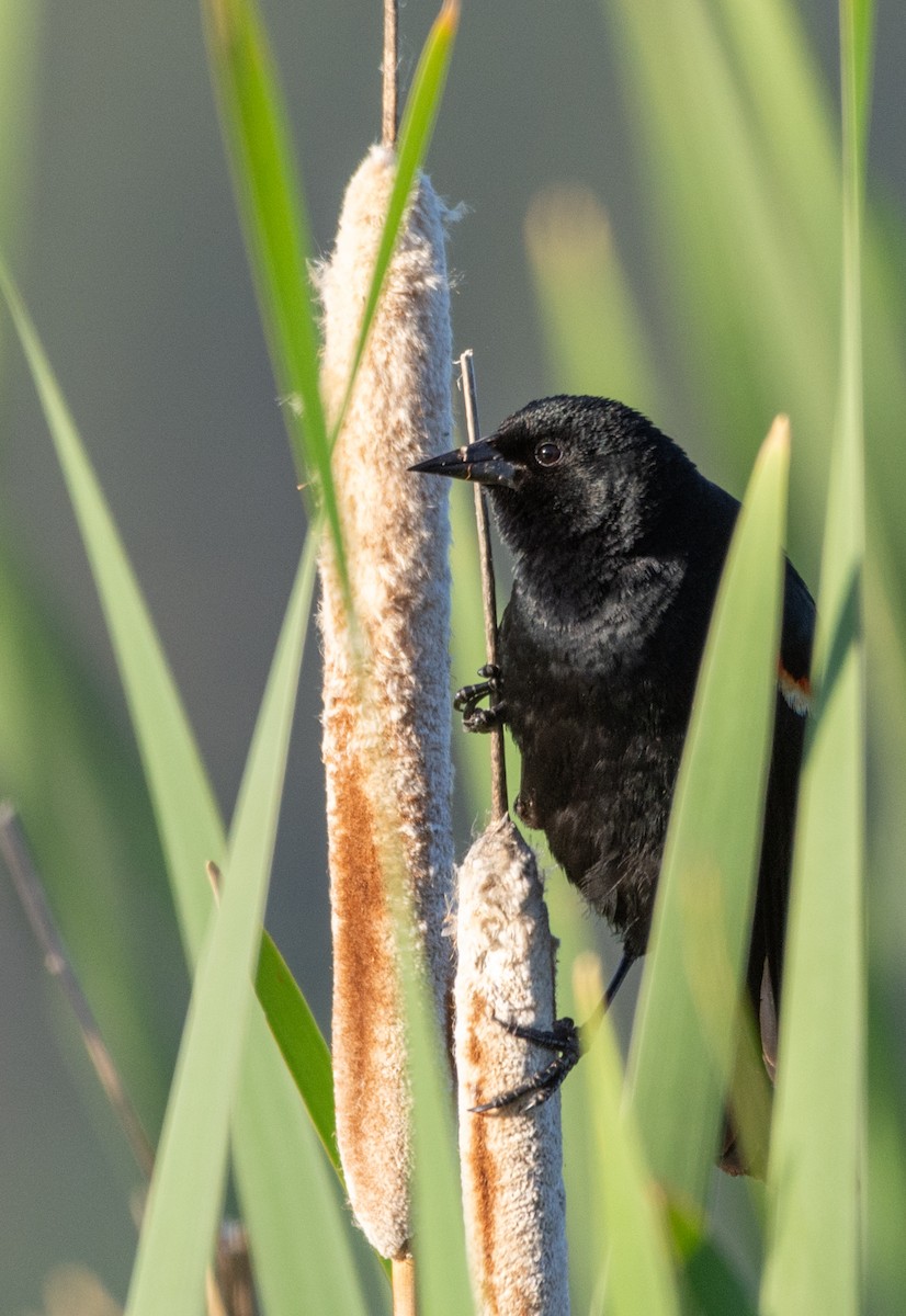 Red-winged Blackbird - ML637034028
