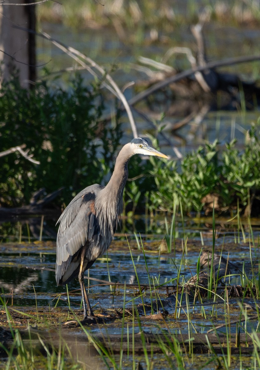 Great Blue Heron - ML637034037