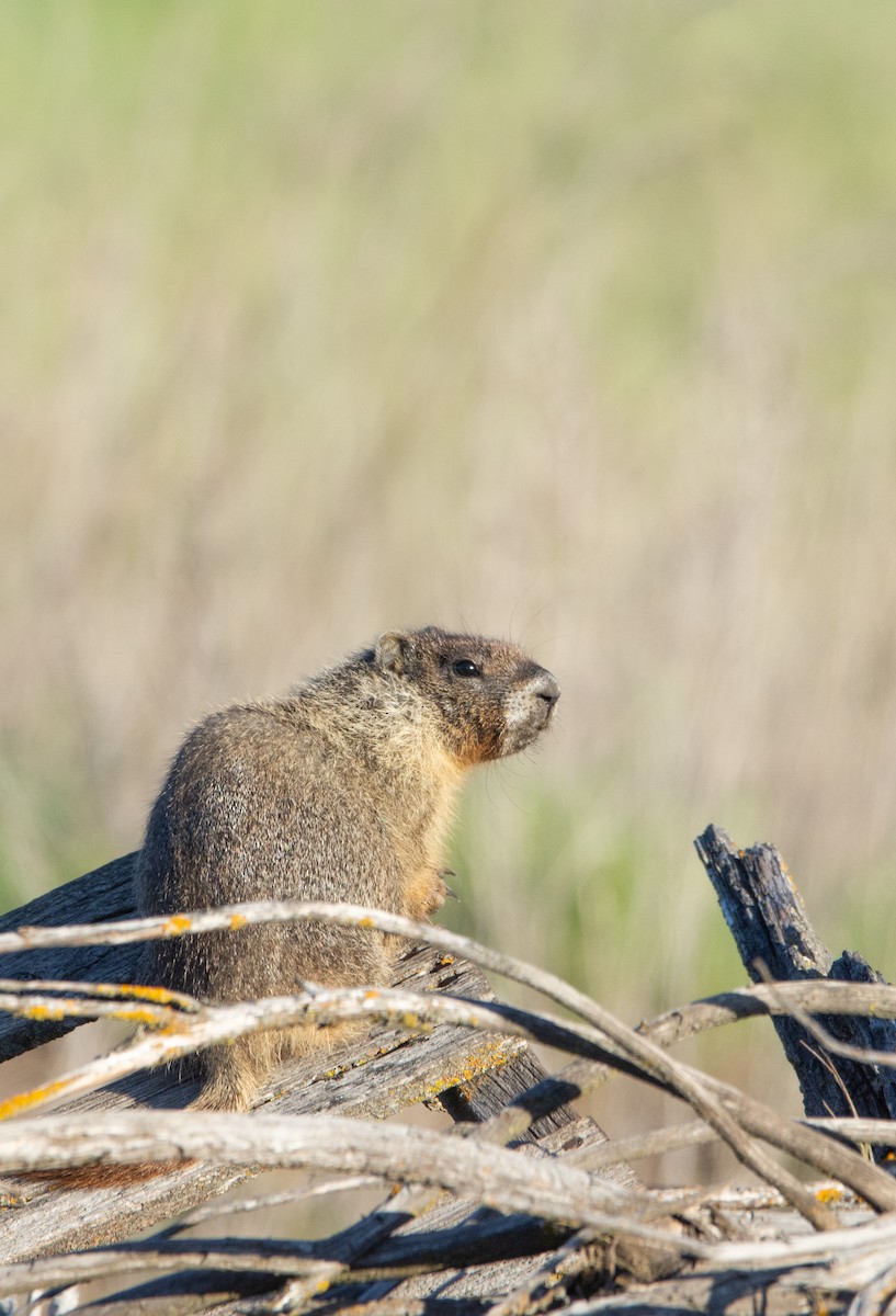Yellow-bellied Marmot - ML637034043