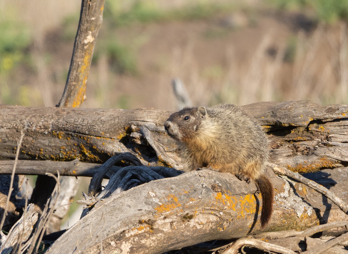 Yellow-bellied Marmot - ML637034045