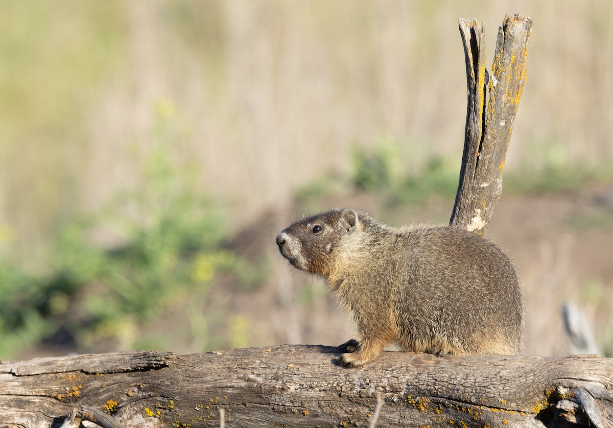 Yellow-bellied Marmot - ML637034046
