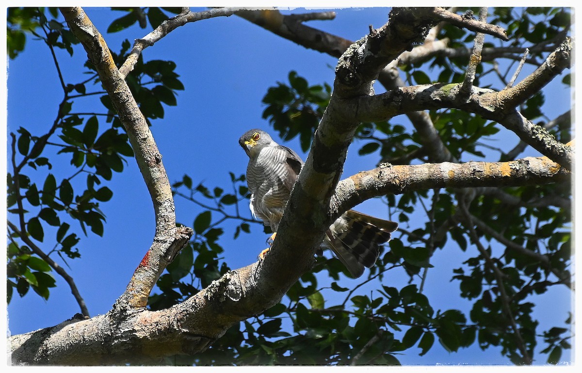 Tiny Hawk - ML637034070