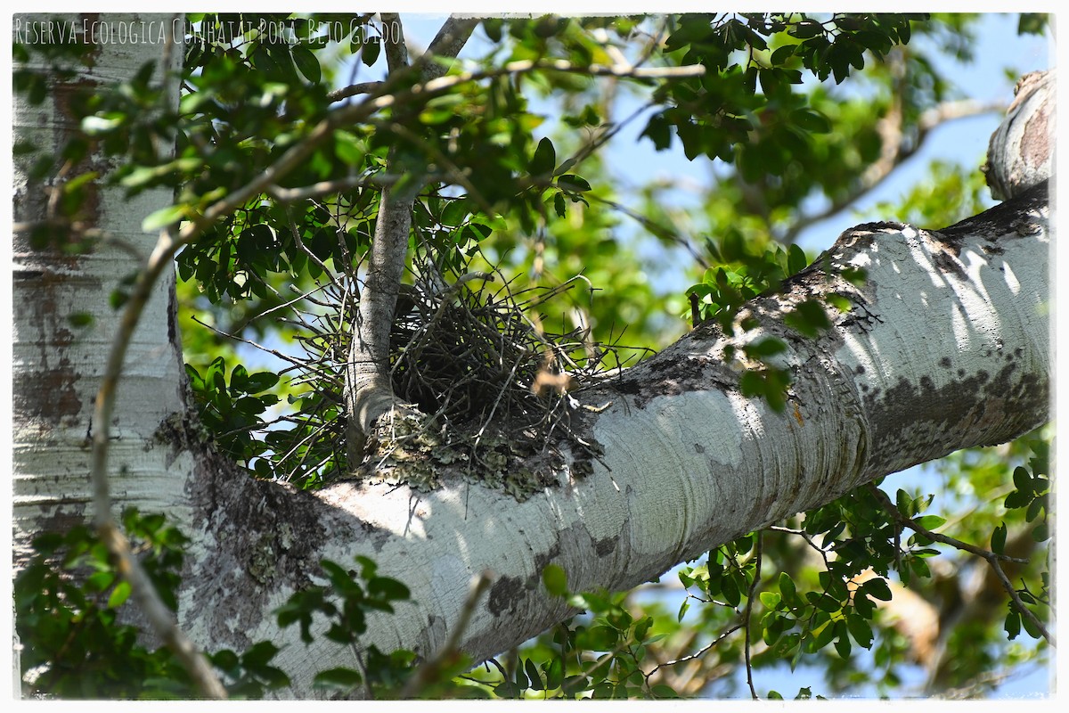 Tiny Hawk - ML637034072