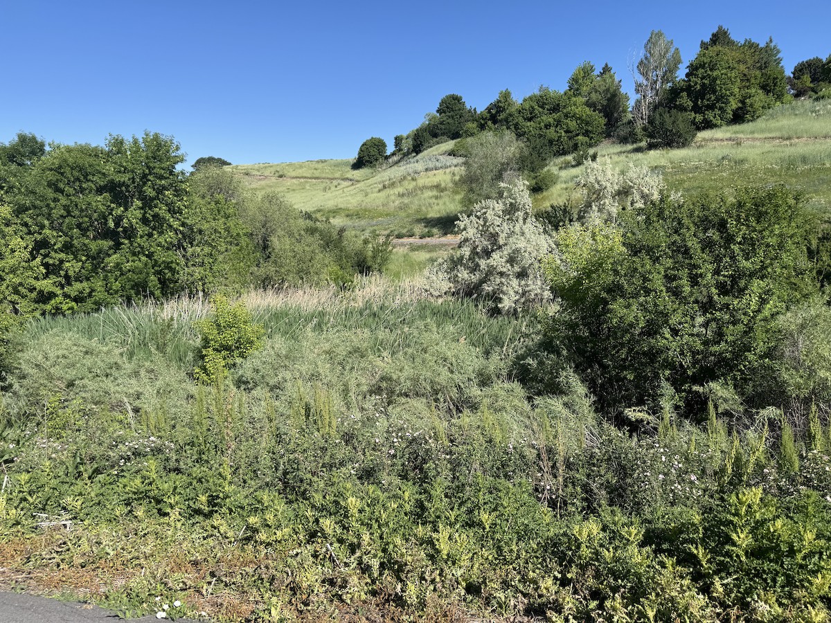null - ML637034074