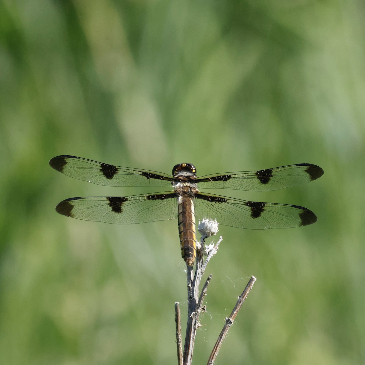 Insects - ML637034095