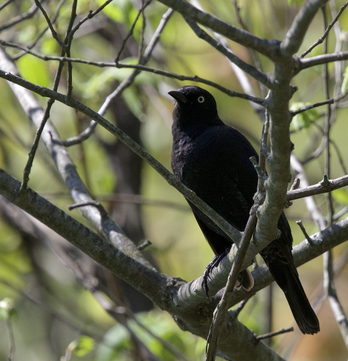 Rusty Blackbird - ML637034101