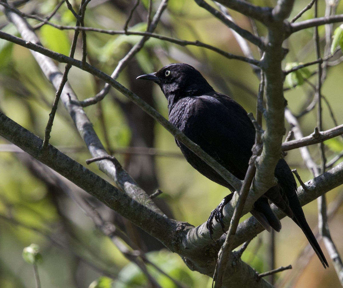 Rusty Blackbird - ML637034102