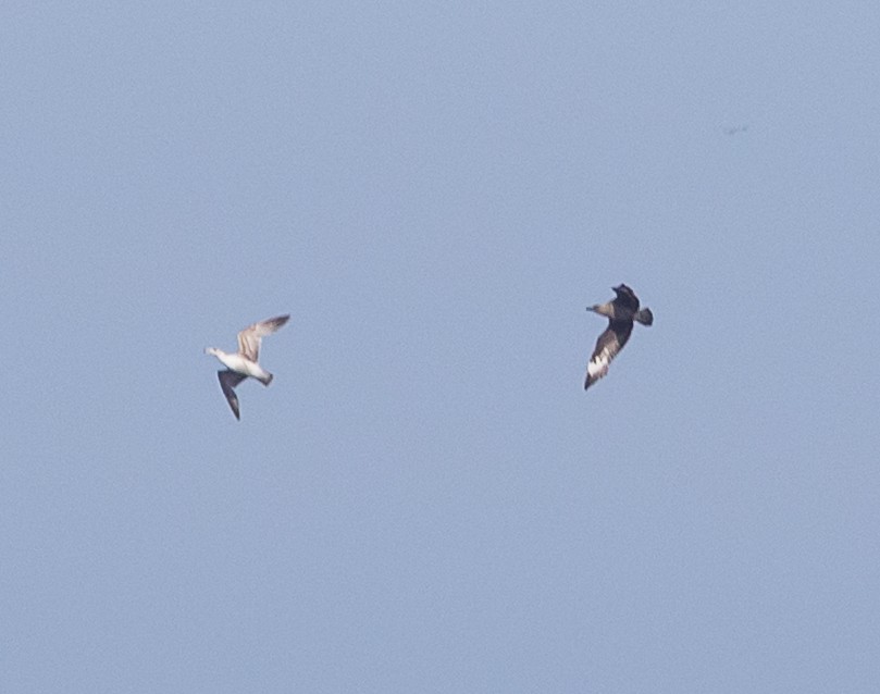 South Polar Skua - ML637034105
