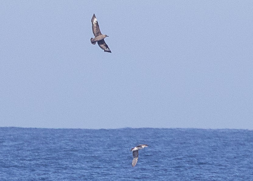 South Polar Skua - ML637034107