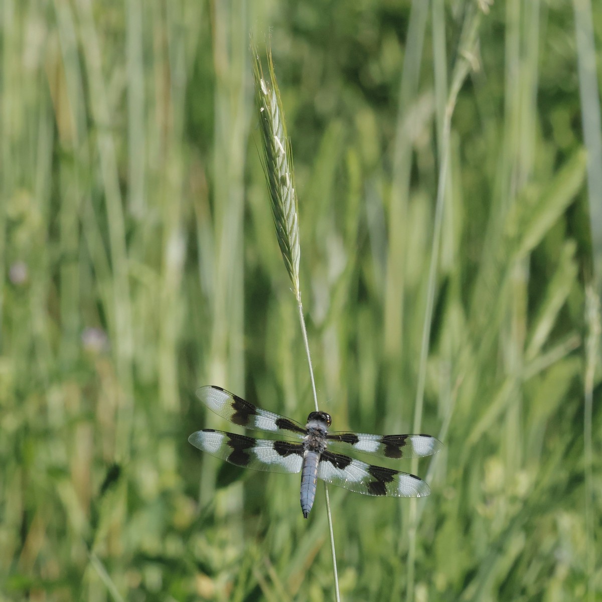 Insects - ML637034110
