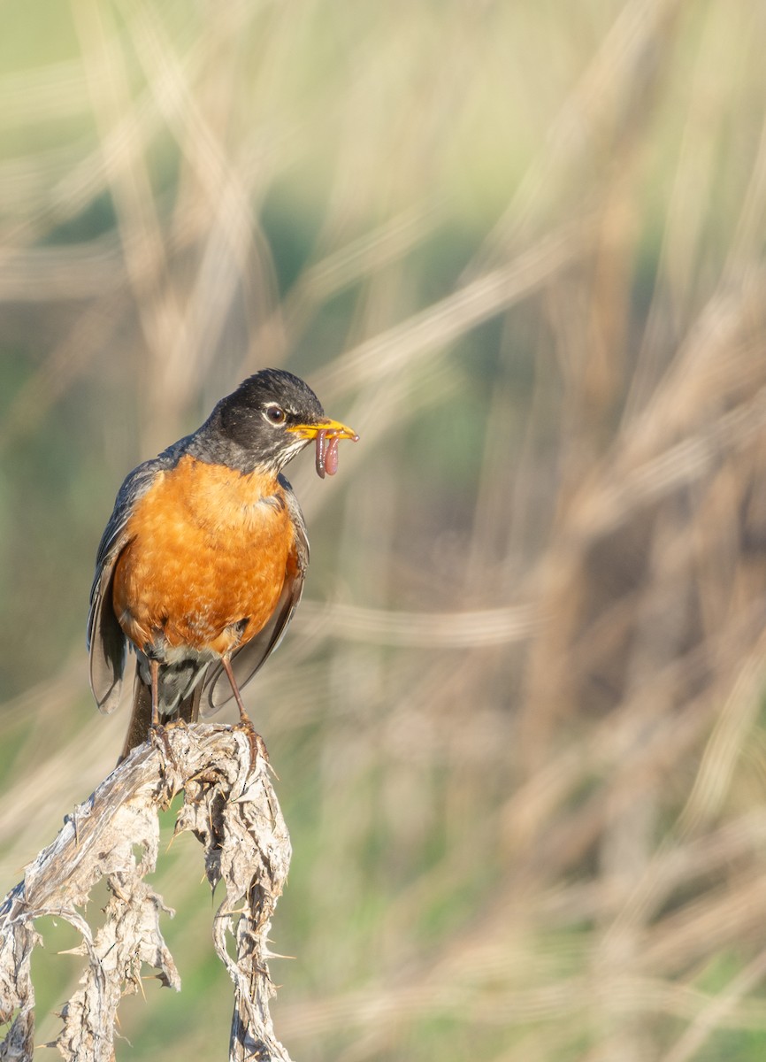 American Robin - ML637034127