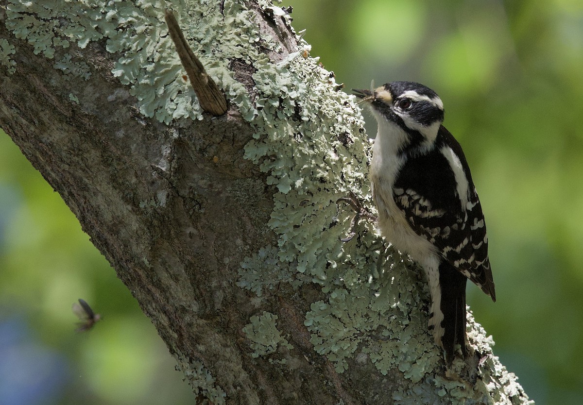 Downy Woodpecker - ML637034168