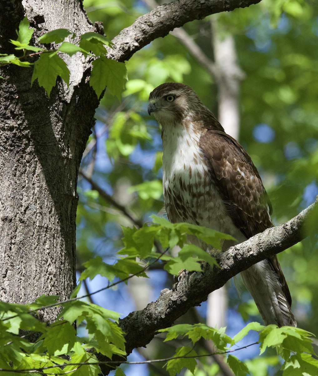 Red-tailed Hawk - ML637034227