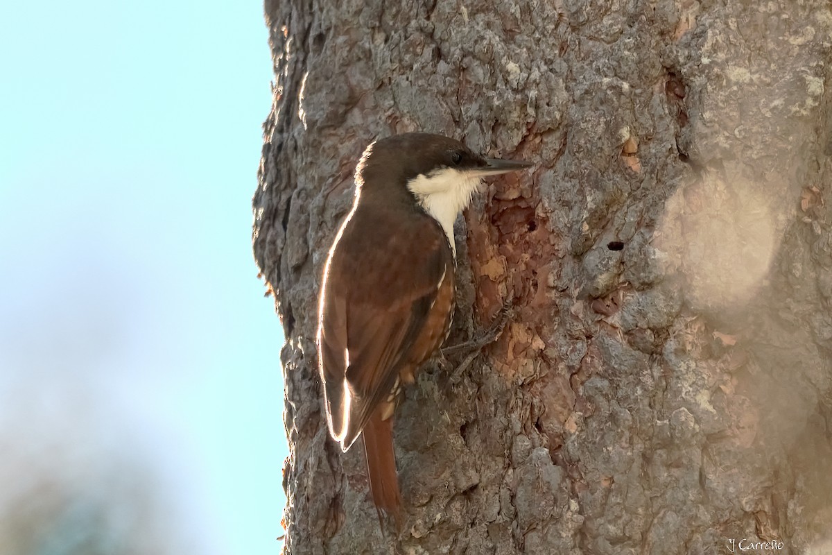White-throated Treerunner - ML637034277