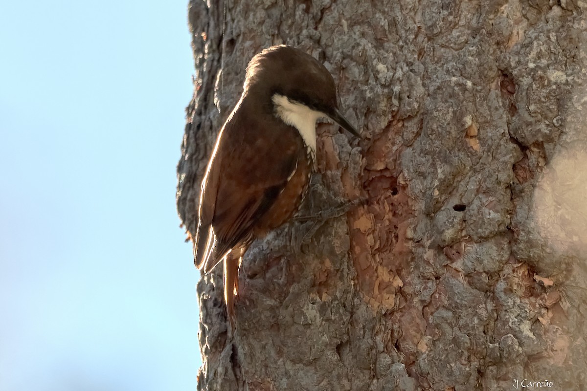 White-throated Treerunner - ML637034279