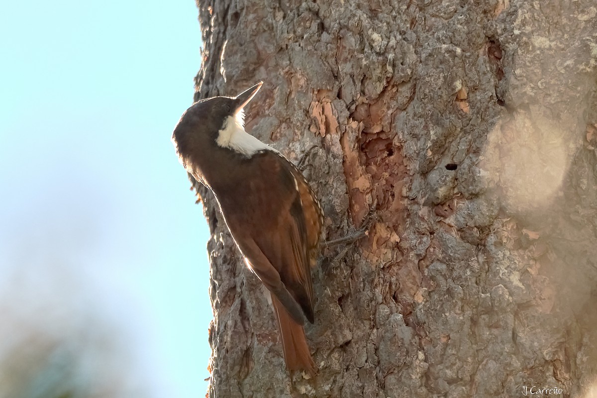 White-throated Treerunner - ML637034280