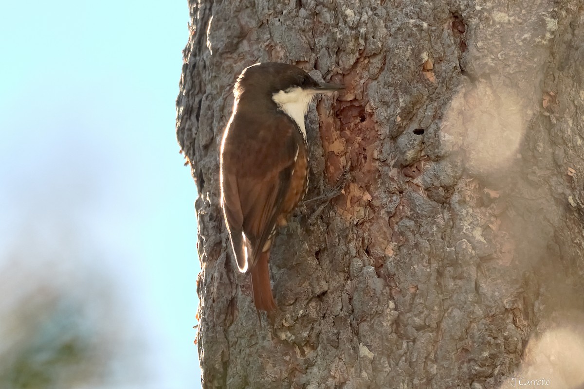 White-throated Treerunner - ML637034282