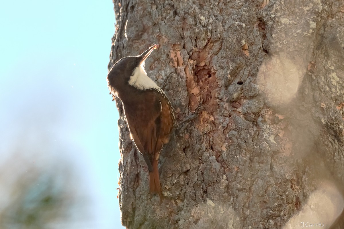White-throated Treerunner - ML637034286