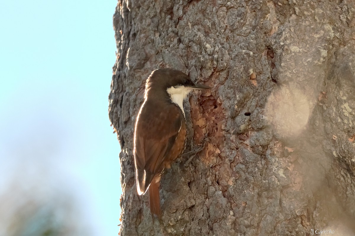 White-throated Treerunner - ML637034288