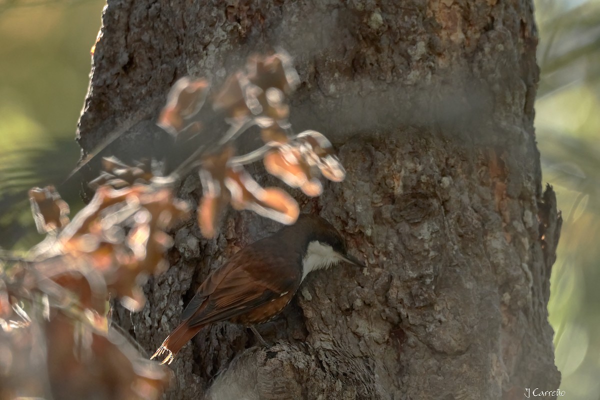 White-throated Treerunner - ML637034289