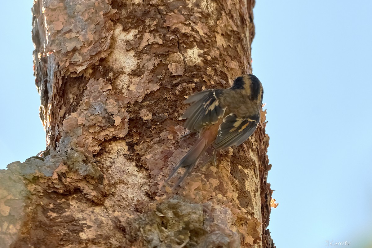 Thorn-tailed Rayadito - ML637034295
