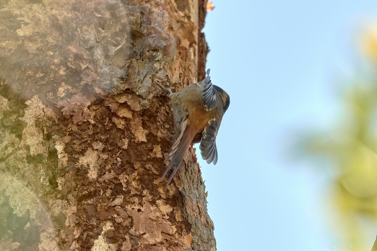 Thorn-tailed Rayadito - ML637034296