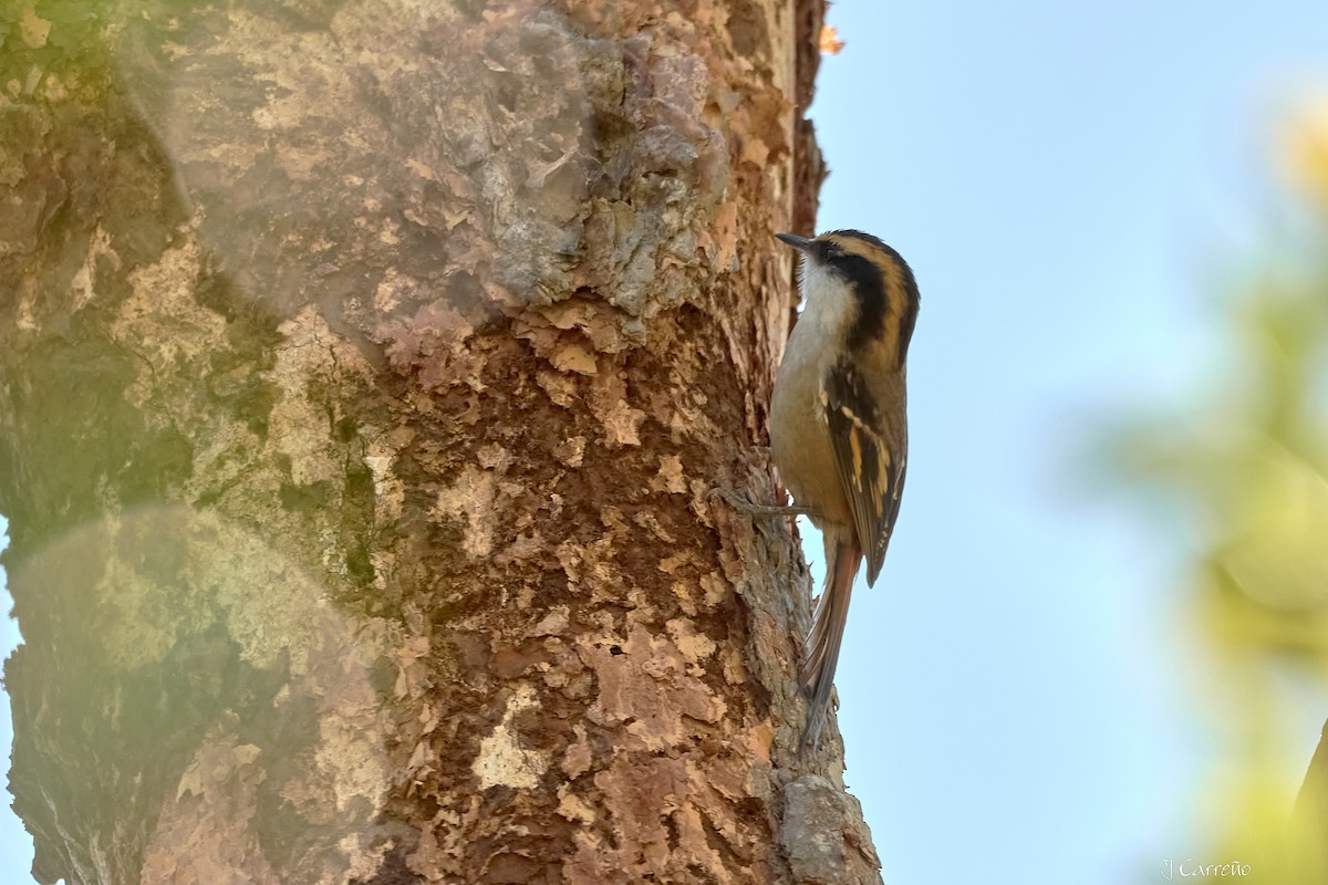 Thorn-tailed Rayadito - ML637034297
