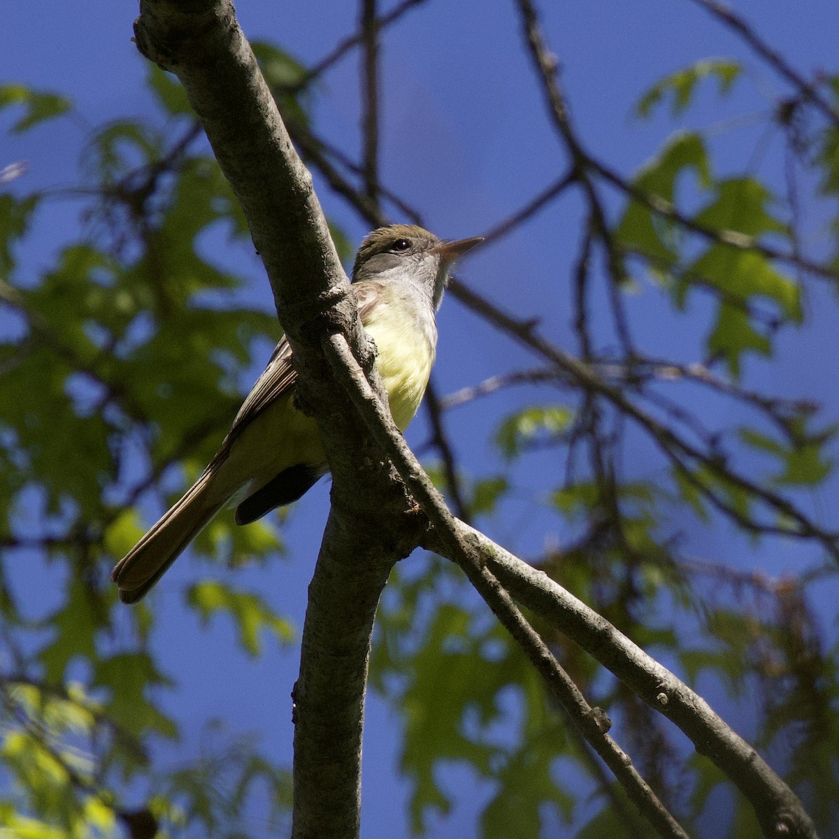 Great Crested Flycatcher - ML637034305
