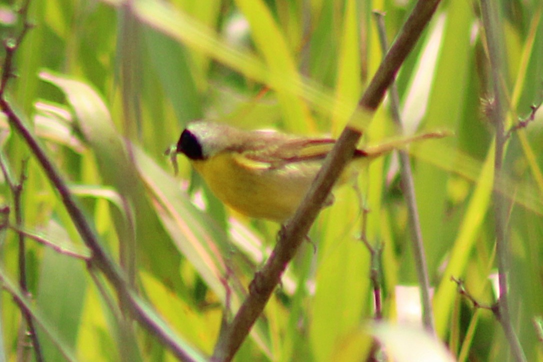 Common Yellowthroat - ML637034316
