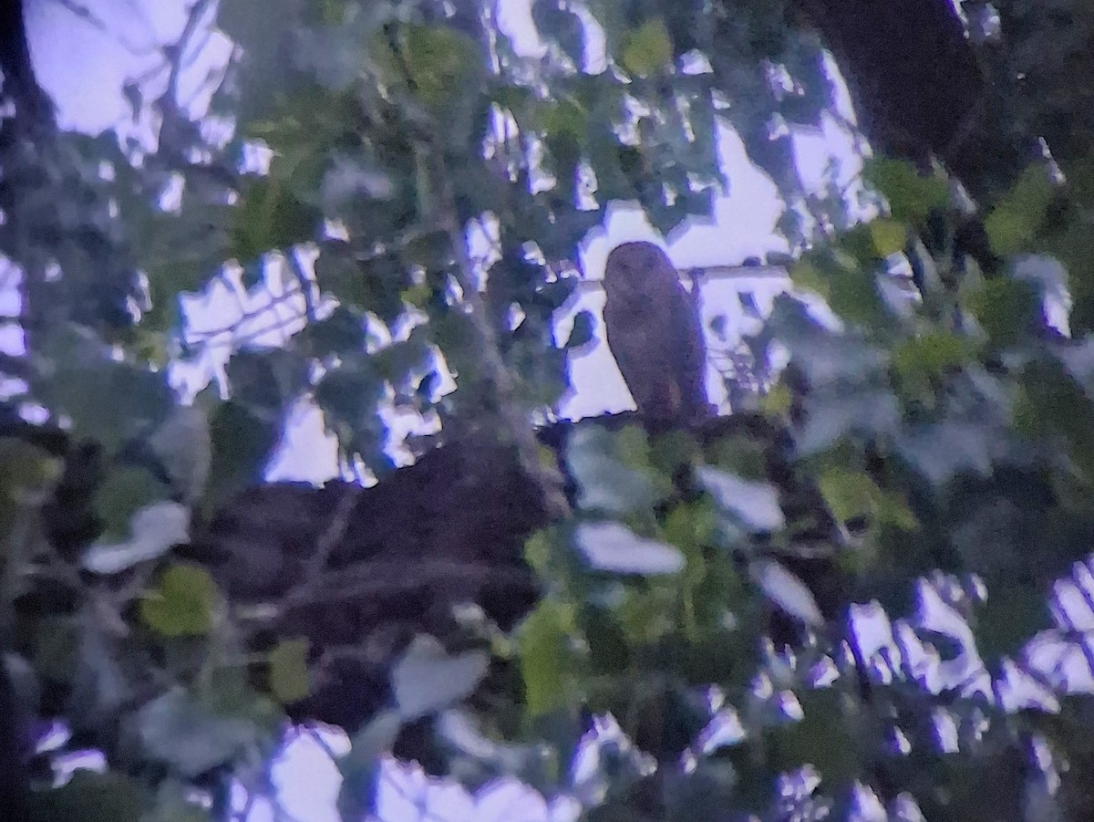 American Barn Owl - ML637034335