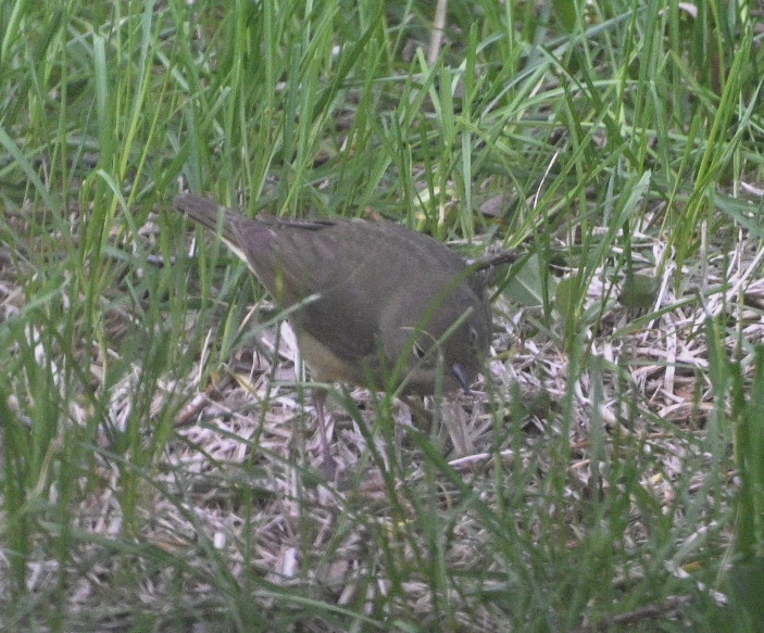 Connecticut Warbler - ML637034374