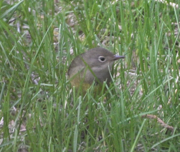 Connecticut Warbler - ML637034375