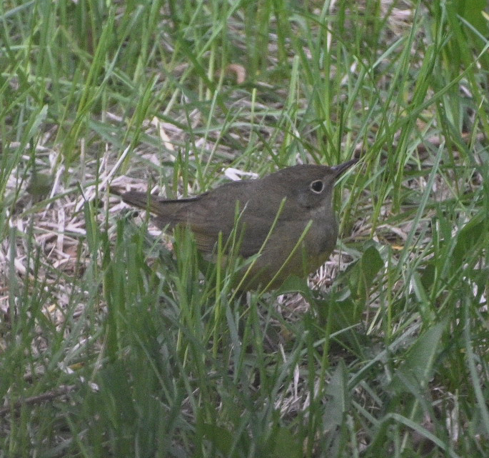 Connecticut Warbler - ML637034376