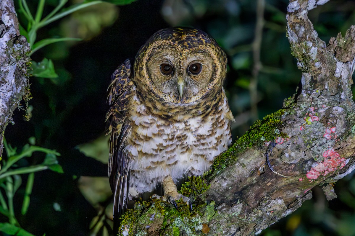 Rusty-barred Owl - ML637034386