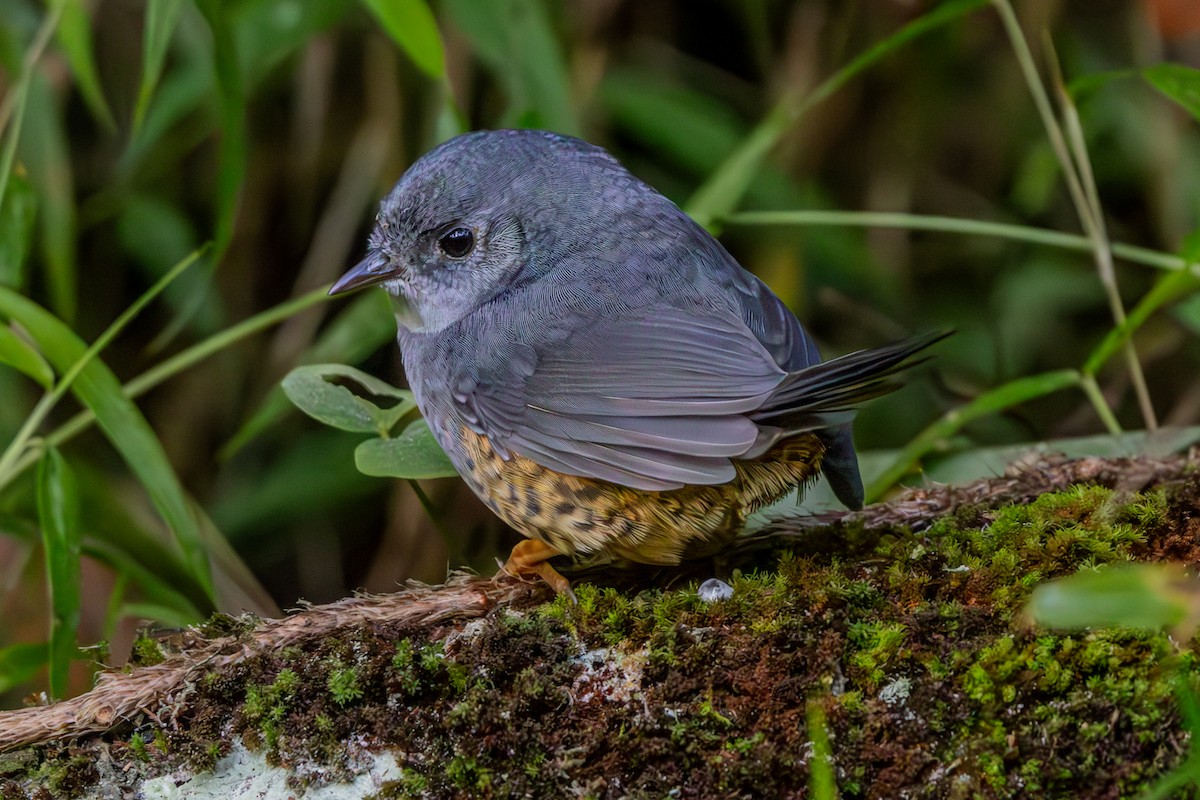 Rock Tapaculo - ML637034401