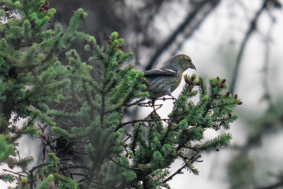 White-winged Crossbill - ML637034453