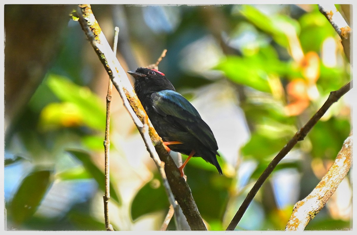 Blue-backed Manakin - ML637034465