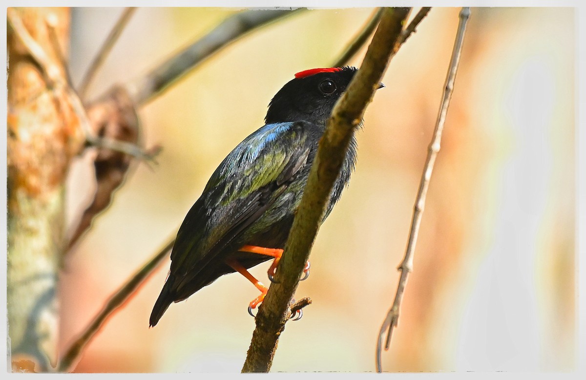 Blue-backed Manakin - ML637034466