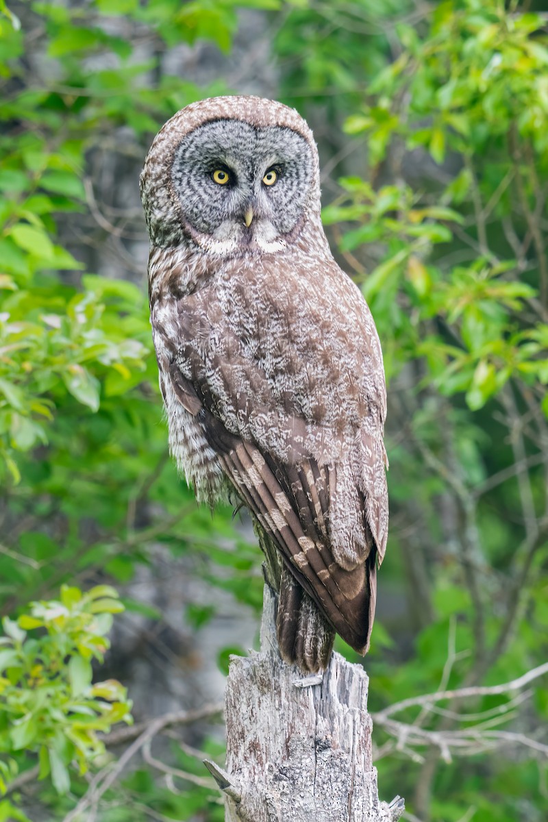Great Gray Owl - ML637034468