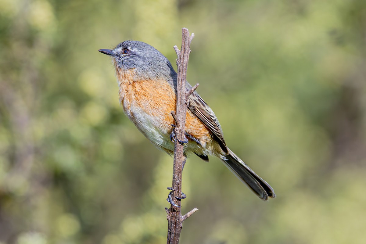 Gray-backed Tachuri - ML637034470