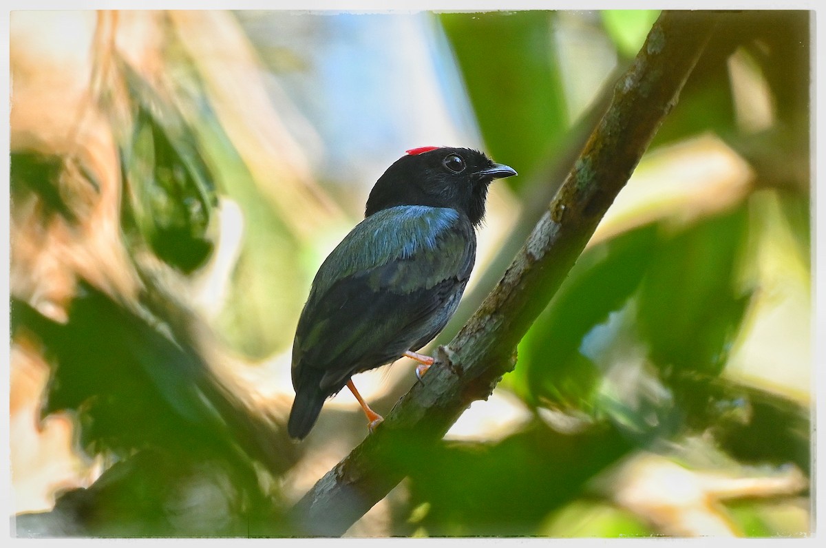 Blue-backed Manakin - ML637034502