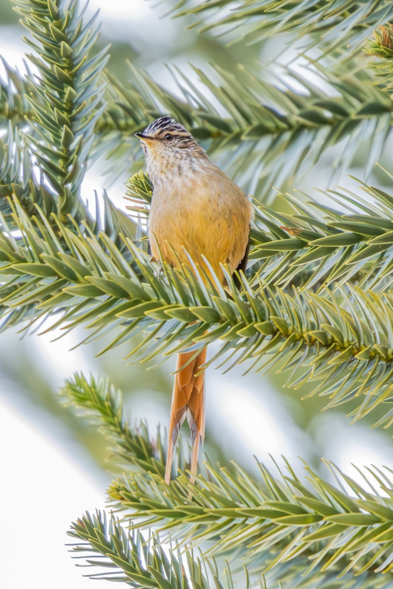 Araucaria Tit-Spinetail - ML637034507