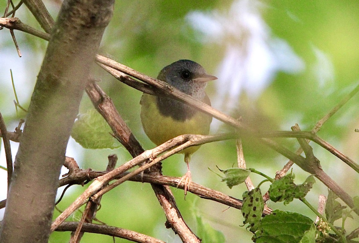 Mourning Warbler - ML637034509
