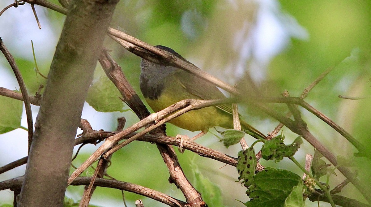 Mourning Warbler - ML637034510