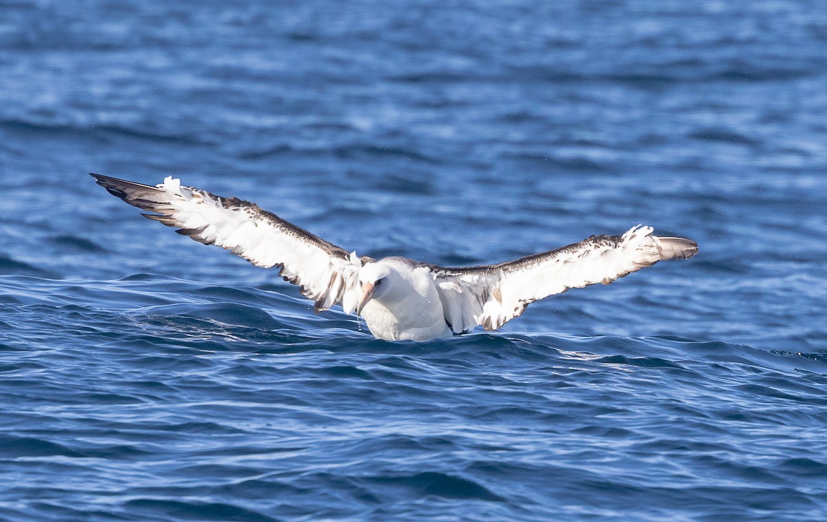 Laysan Albatross - ML637034624
