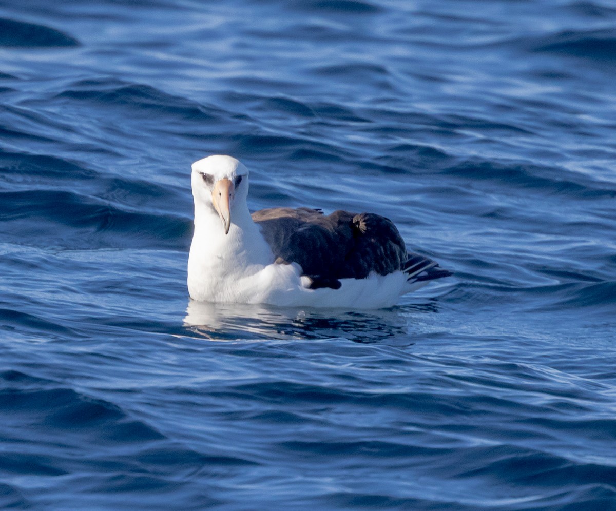 Laysan Albatross - ML637034625