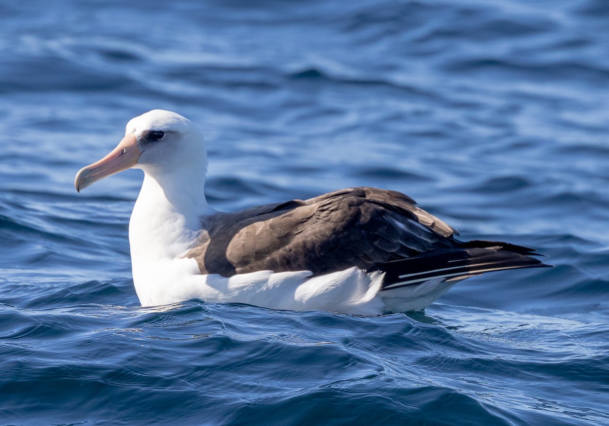 Laysan Albatross - ML637034626